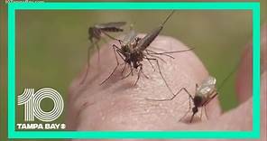 Genetically modified mosquitoes: What you need to know