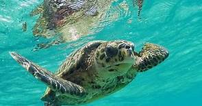 Sea Turtle Symbolism: Navigating The Symbolic Waters Of Life