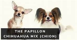 All About The Papillon Chihuahua Mix (Chion)
