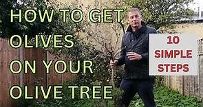 How to get OLIVES on your OLIVE TREE | 10 Simple Steps | Olive tree care