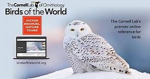 BIRDS OF THE WORLD WITH VENT AND CORNELL LAB OF ORNITHOLOGY