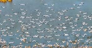Torna la primavera, diverse parti cinesi assistono al picco migrazione uccelli