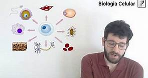 79. Biología Celular: Diferenciación celular: Definición y principales mecanismos