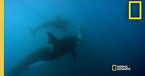 Orca Hunt Seven Gill Sharks | Orca vs. Great White