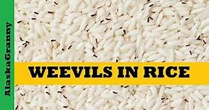 Weevils In Rice...Prevent Weevils...Solutions...Best Ways To Store Rice