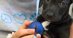 The Humane Society of Huron Valley| Ann Arbor, MI- Humane Society of Huron Valley