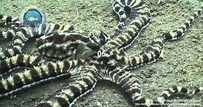 Mimic Octopus (Thaumoctopus mimicus) Underwater Stock Footage Video 3.mp4