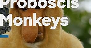 Proboscis Monkeys In Full Swing - Wildest Indochina