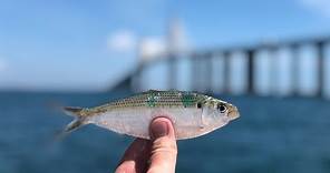How to Catch Grouper at the Skyway Bridge