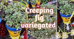 Ficus pumila variegated || Creeping fig variegated || How to grow & care Variegated creeping fig