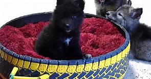 WOLFDOG PUPPIES FOR SALE