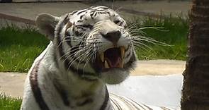 Tigre de Bengala blanco - Zoológico de San Juan de Aragón