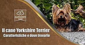 Il cane Yorkshire Terrier - Caratteristiche e dove trovarlo - Documentario di Allevamenti Razze
