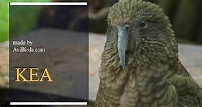 Kea [Nestor Notabilis]