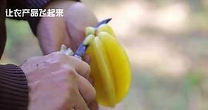 台湾小吃杨桃汤的秘密，解密杨桃种植从收获到深加工成杨桃干果脯杨桃汤全过程