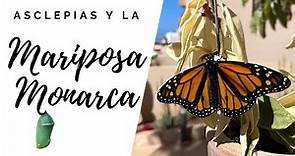 La Mariposa MONARCA: su ciclo completo y la planta que lo hace posible