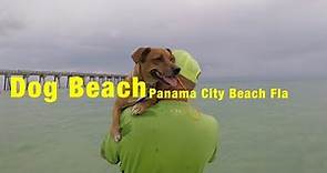 Dog Beach, Panama City Dog Beach Florida