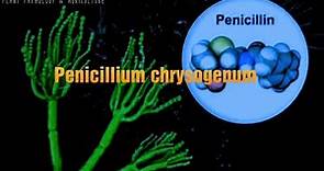 Penicillium chrysogenum (Penicillium notatum) source of penicilin antibiotics