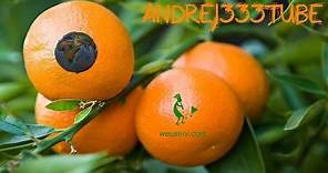 Botanica e giardinaggio - Potatura mandarino clementino - Tecniche di potatura degli agrumi