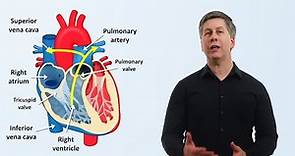 The Cardiovascular System: An Overview