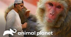 ¿Por qué no hay que sonreirle a los monos? | Wild Frank en India | Animal Planet