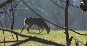 Gettysburg National Military Park and Eisenhower National Historic Site begin deer-removal program
