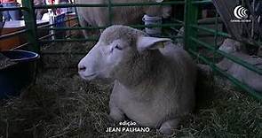 Raça de ovinos Ile de France completa 50 anos