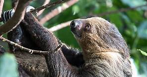 Unau (Linnaeus's Two-Toed Sloth)