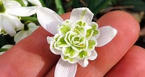 Galanthus nivalis 'Flore Pleno' (“Double Snowdrops”) - FarmerGracy.co.uk