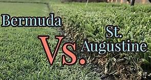Bermudagrass vs St. Augustinegrass | Warm Season Turf