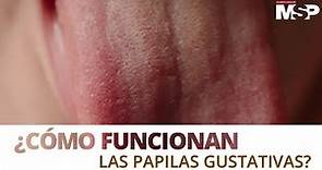 ¿Cómo funcionan las papilas gustativas? - #ExclusivoMSP