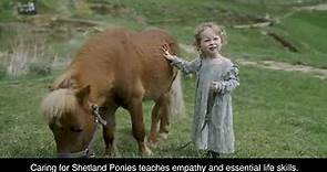Incredible Shetland Pony
