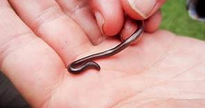 Le plus petit serpent du monde - ZAPPING SAUVAGE