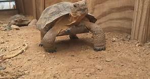 Dozens of desert tortoises need Arizona forever homes