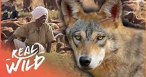 How Elusive Indian Wolves Co-exist With Shepherds | Walking With Wolves | Real Wild