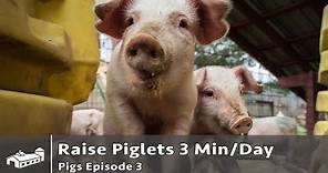 How To Raise Piglets in 3 Minutes