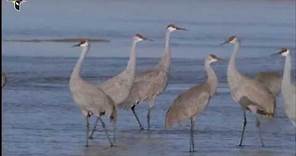 Flock of Sandhill Cranes