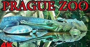 [4K] Prague Zoo Magnificent & Unforgettable Experience | Best Place For Families & Kids