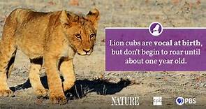 Lion Fact Sheet
