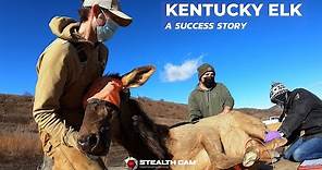 Kentucky Elk: A Success Story