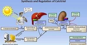 Calcium and Phosphate Metabolism