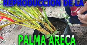 Como reproducir la palmera Areca-Cuidados de la palmera Areca || Info Garden