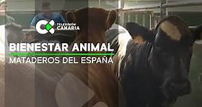 Pretenden garantizar el bienestar animal en todos los mataderos del país