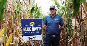 BLUE RIVER 84-95UP | 95-DAY CRM | ALBERT LEA SEED