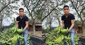 Cosecha de PLÁTANO MACHO | Aprovechamiento de la tierra | Semilla para sembrar Plátano
