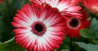 How to Grow Gorgeous Gerbera Daisies Indoors or Out