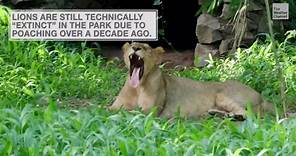 ‘Extinct’ Lion Seen After 20 Years Of Absence
