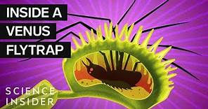 What's Inside A Venus Flytrap?