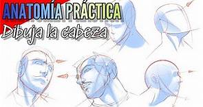 Anatomía dibujada / aprende a dibujar la cabeza / curso de dibujo / el rostro / la cara