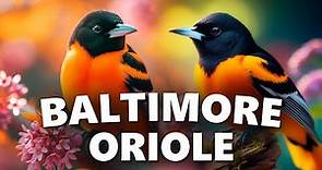 BALTIMORE ORIOLE - Birds - Baltimore Oriole Song
